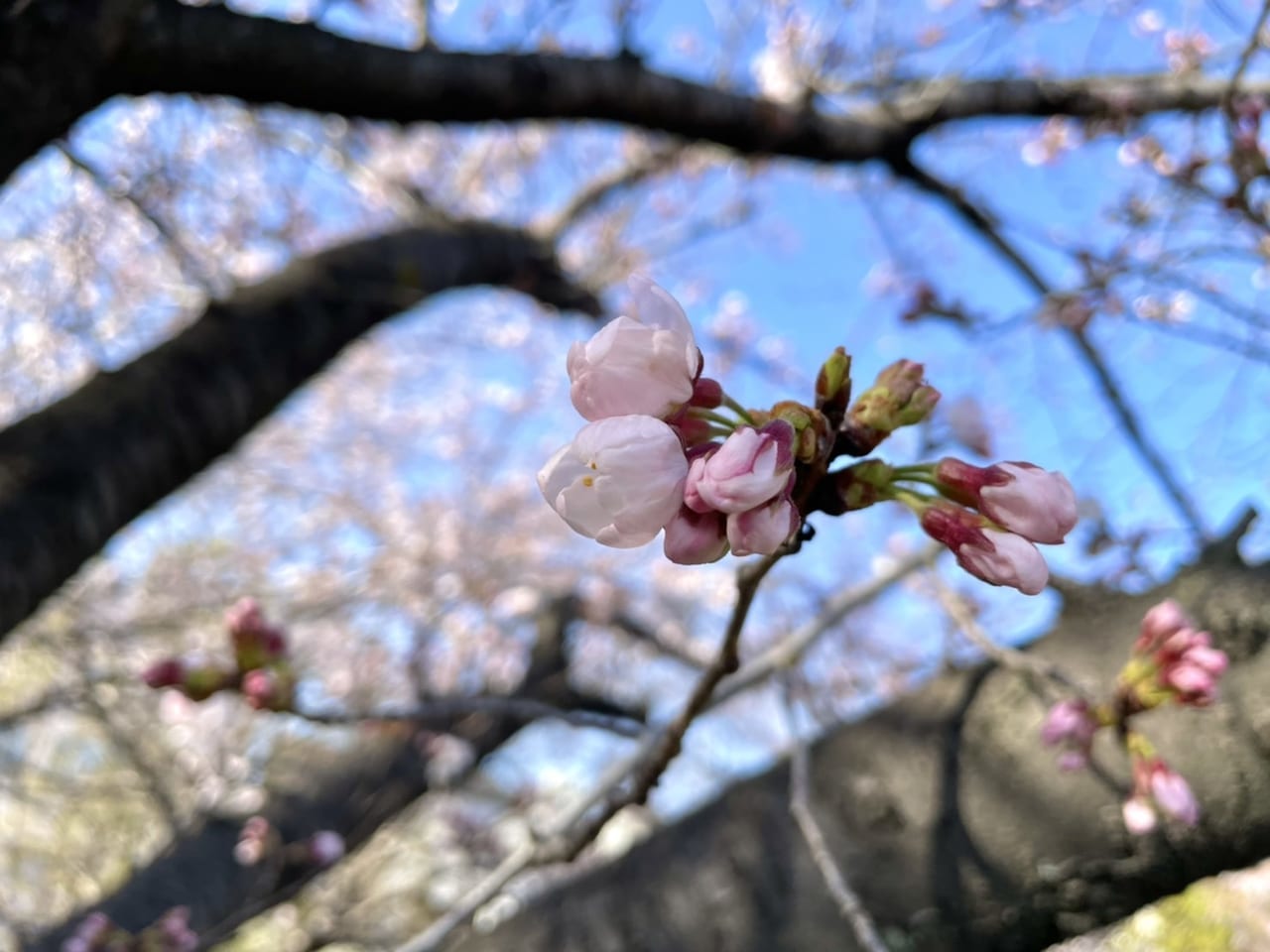 巽東緑地の桜