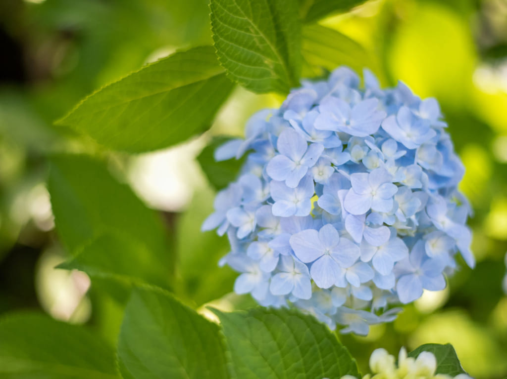紫陽花