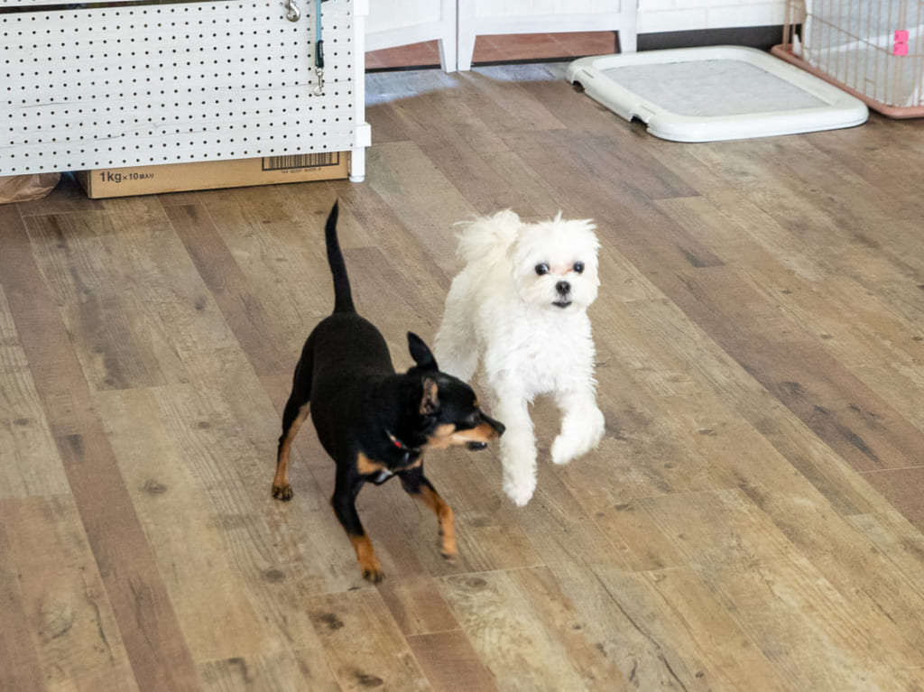 犬の学校「PACK DOG」の社会化コース